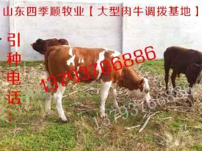 永康爆料牛姑娘被打视频,真相与反思