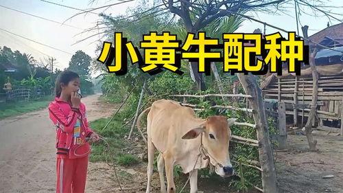 永康爆料牛姑娘被打视频,真相与反思 第3张 永康爆料牛姑娘被打视频,真相与反思 第3张