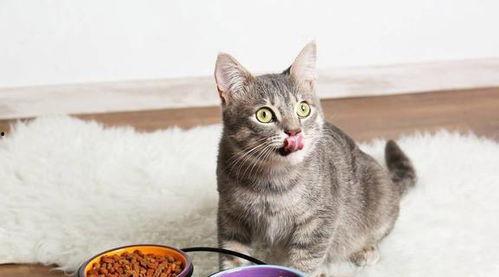 娱乐吃瓜酱大猫咪,揭秘娱乐圈背后的喵星人故事